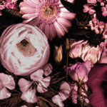 Bloom black